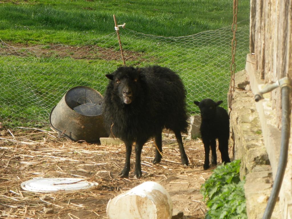 Ferme De La Gortiere Bed and Breakfast Le Teilleul Buitenkant foto